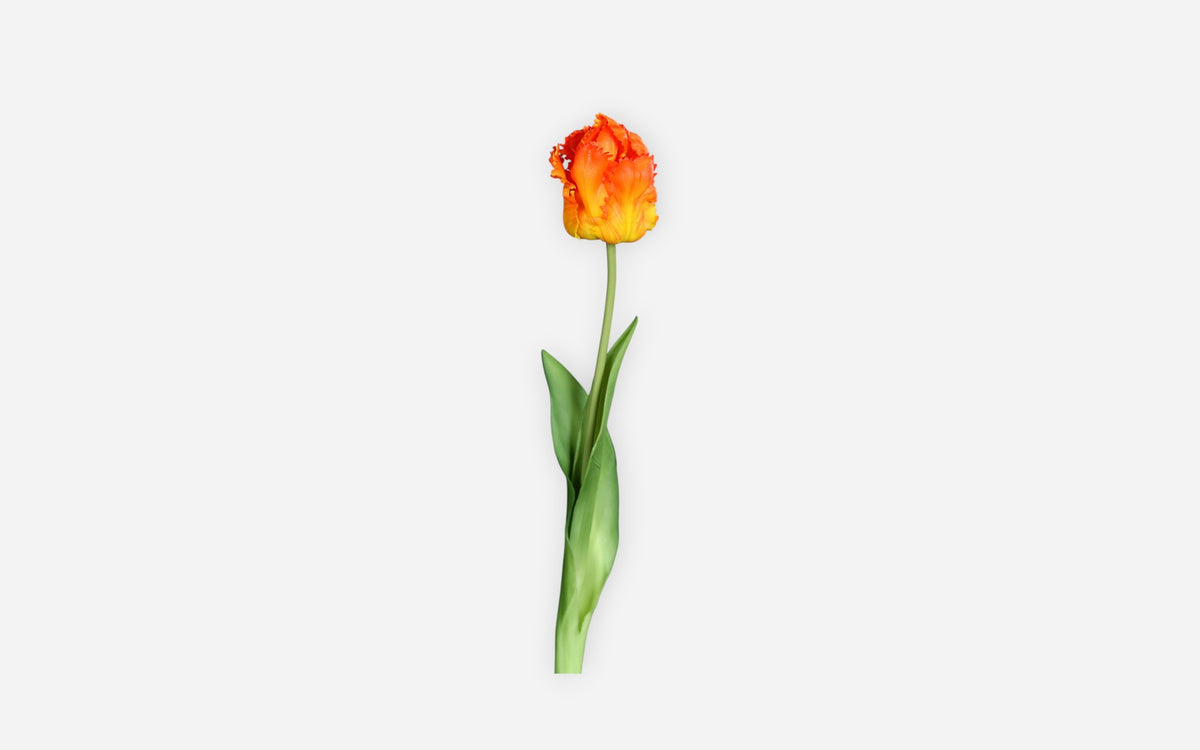 54680898 04 - Image