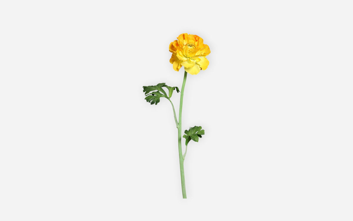 54680985 02 - Image