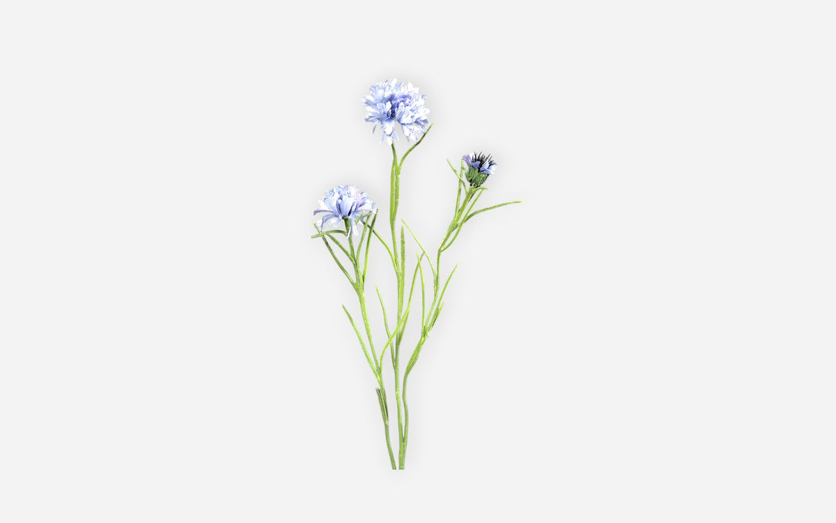 54681015 02 - Image