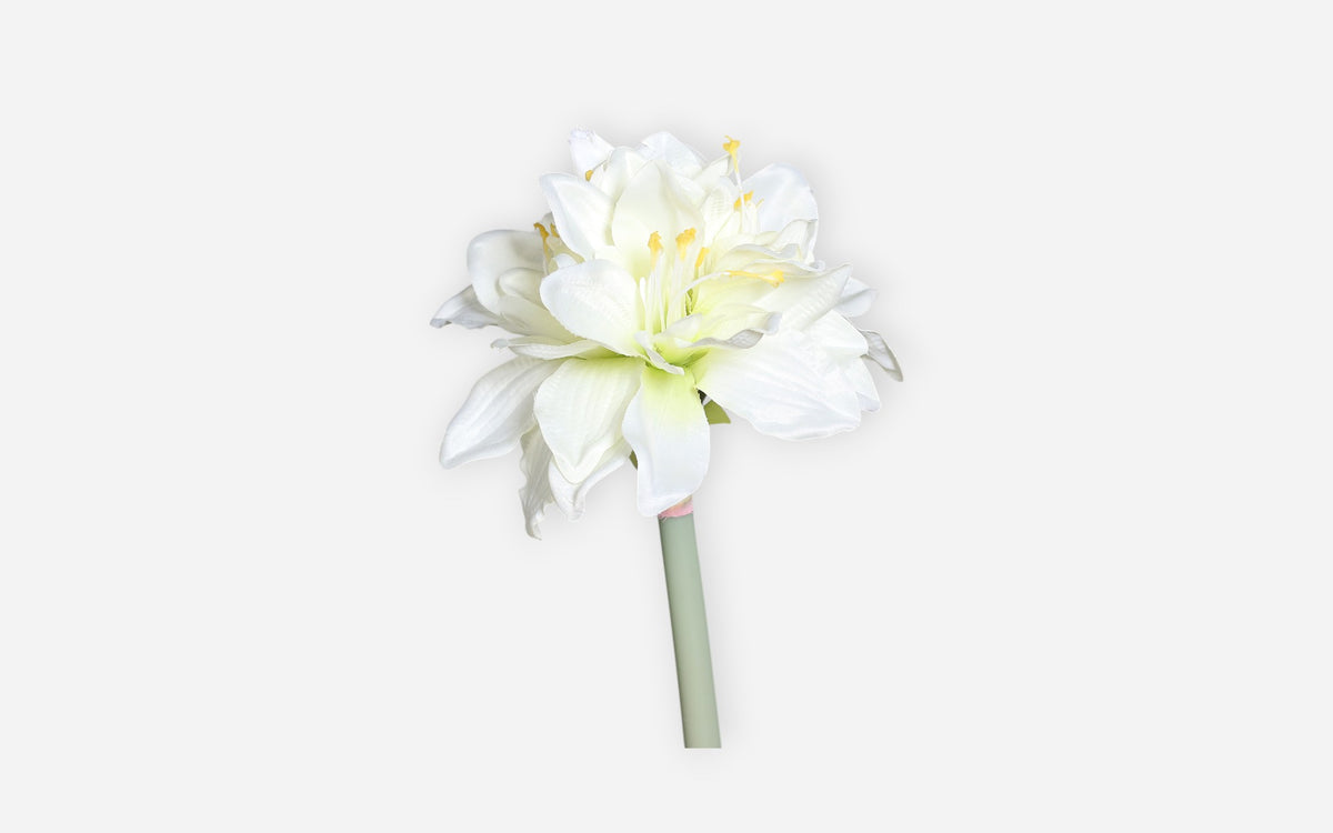 54681054 01 - Image