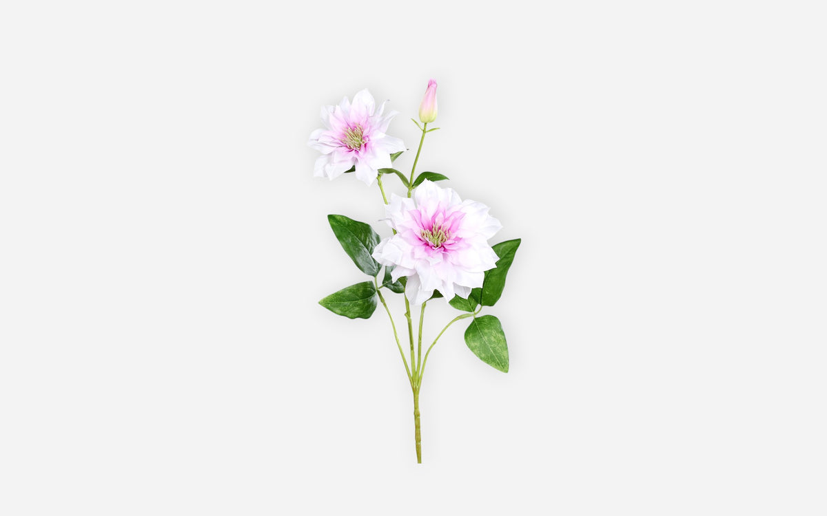 54681130 04 - Image