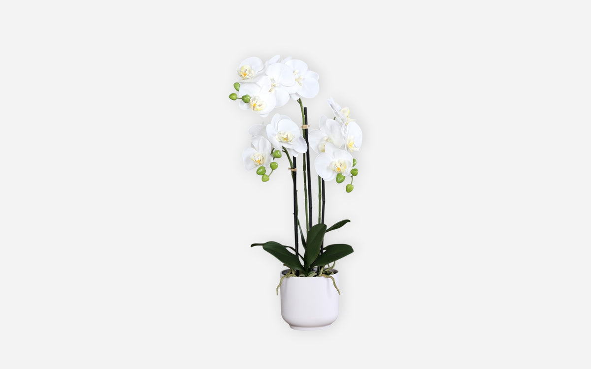 54681197 02 - Image